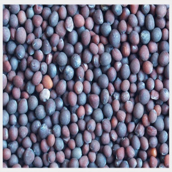 Cotton seed
