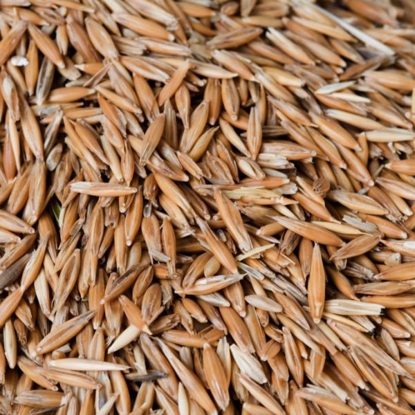 Wheat